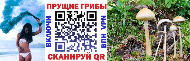 Купить где  Аша  Псилоцибиновые грибы MAGIC MUSHROOMS 